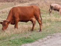 Корова и теленок бичок