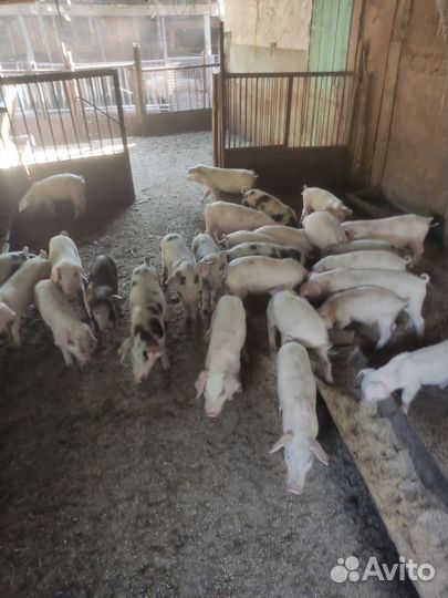 Сельхоз животные