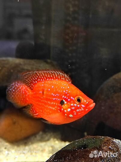 Мальки Hemichromis lifalili