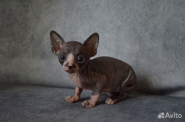 Канадский сфинкс котенок