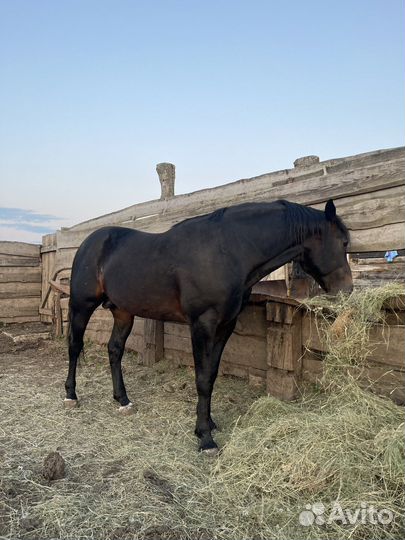 Жеребец рысак