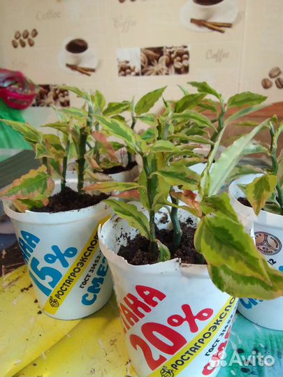 Педилантус