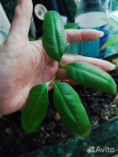 Личи саженцы