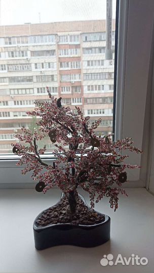 Денежное дерево