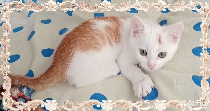 Домашние животные кошки