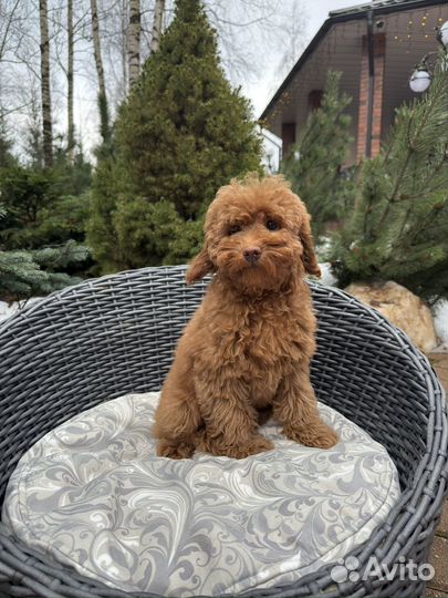 Той-пудель ред браун девочка РКФ