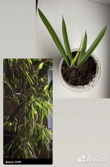 Продаю цветы