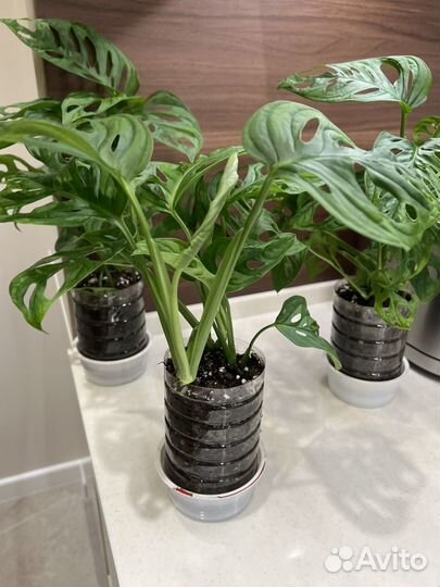 Монстера Адансона (манки), сингониум