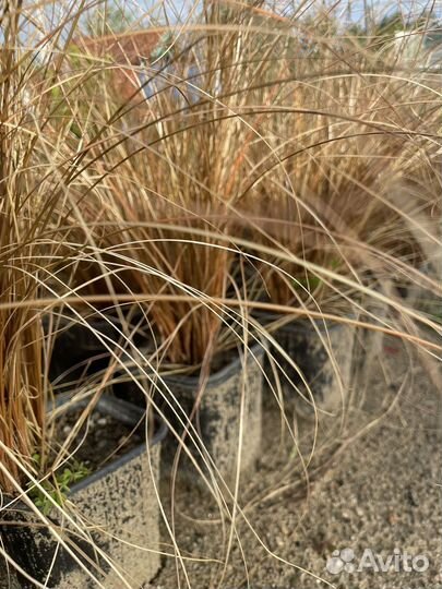 Осока медная