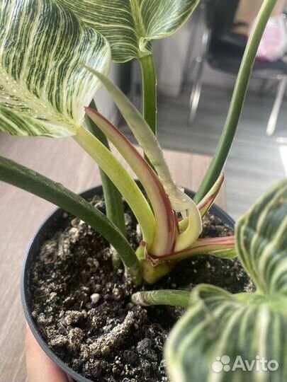 Комнатные растения