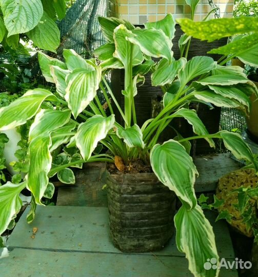 Хоста и асплениум-папоротник