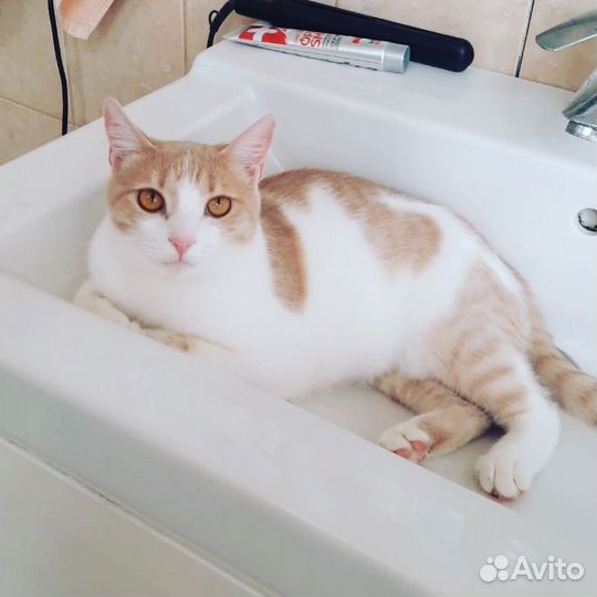 Фанта в поисках дома