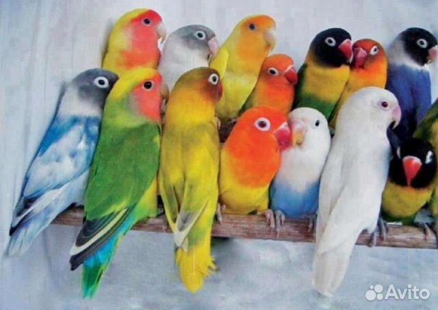 Попугай неразлучники