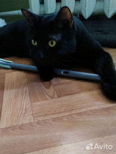 Коты, кошка