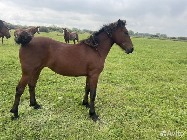 Лошадь кобылы