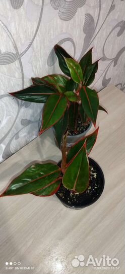 Разные комнатные