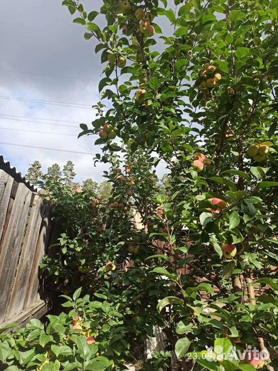 Саженцы яблони
