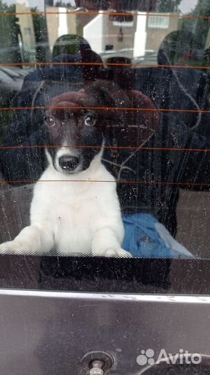 Доставка на маркетплейсы wildberries, Зоотакси