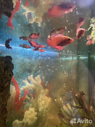 Аквариумные рыбки Хромис-красавец