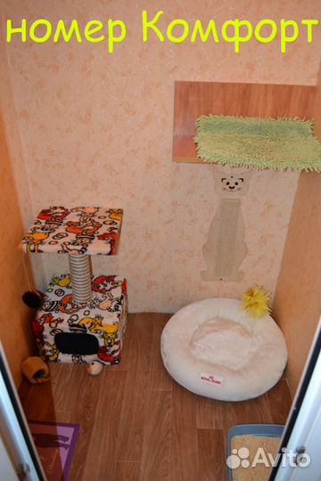 Домашний отель для вашей кошки на время отпуска