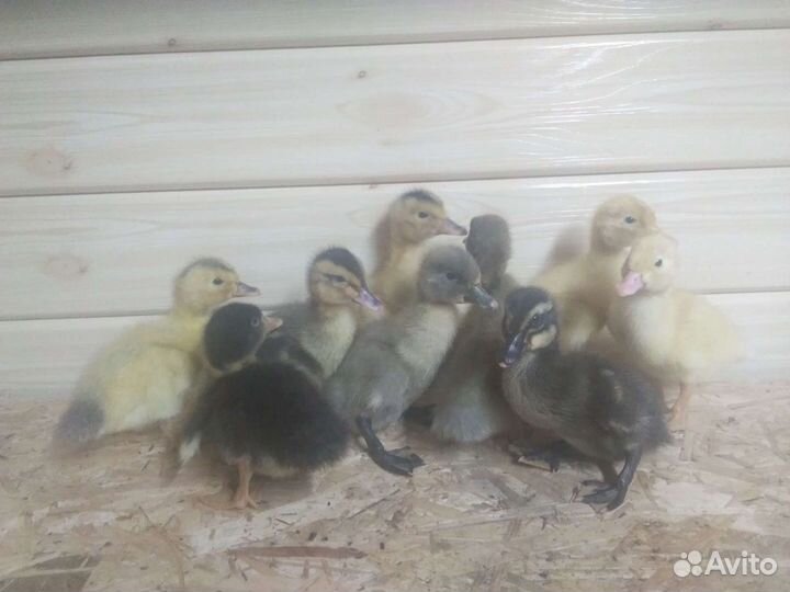 Цыплята, утята
