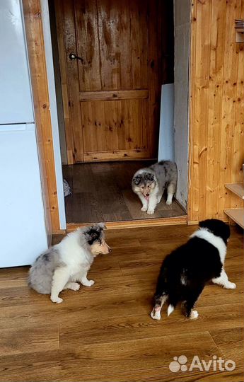 Щенки колли