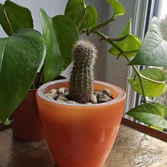 Кактус h6cm d2cm