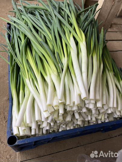 Зеленый лук оптом