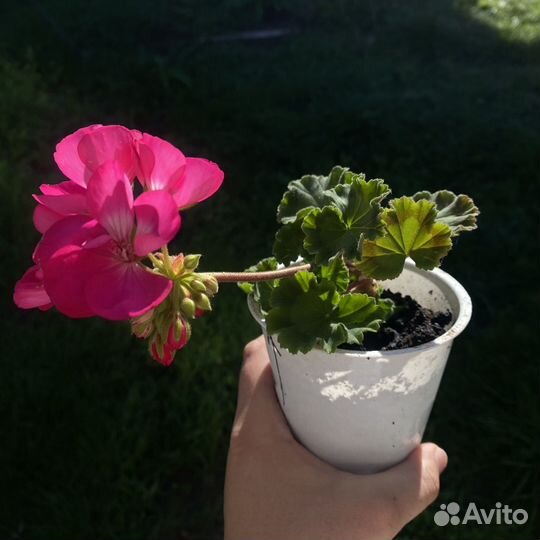 Пеларгония герань обмен продажа