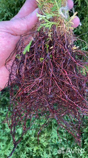 Туя колумна