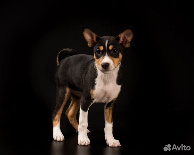 Щенки басенджи