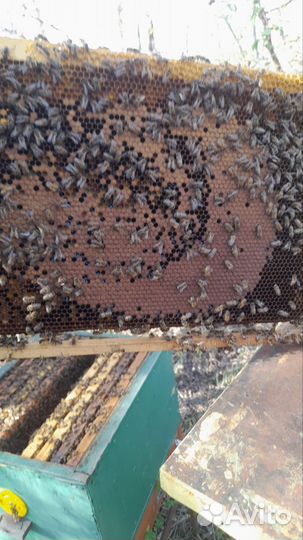 Преобрету 7 пчелопакетов по 3000тыс.р