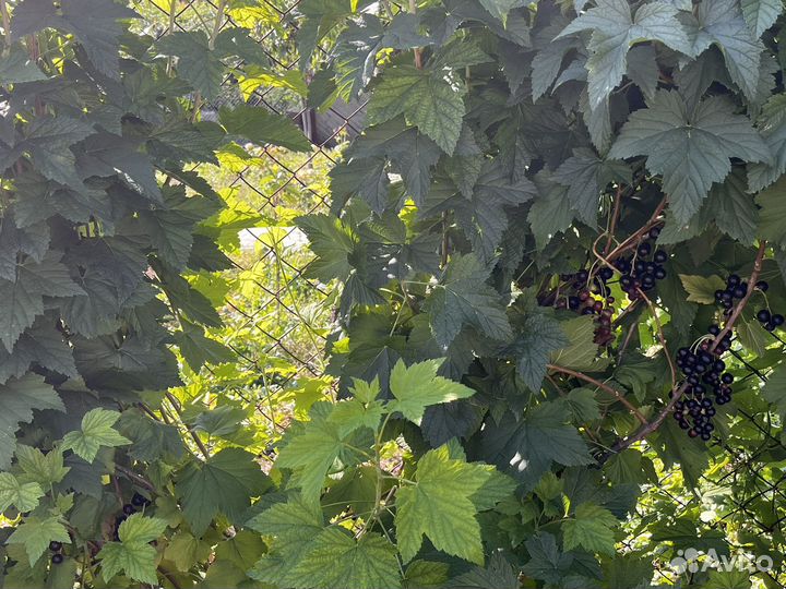 Чёрная душистая смородина