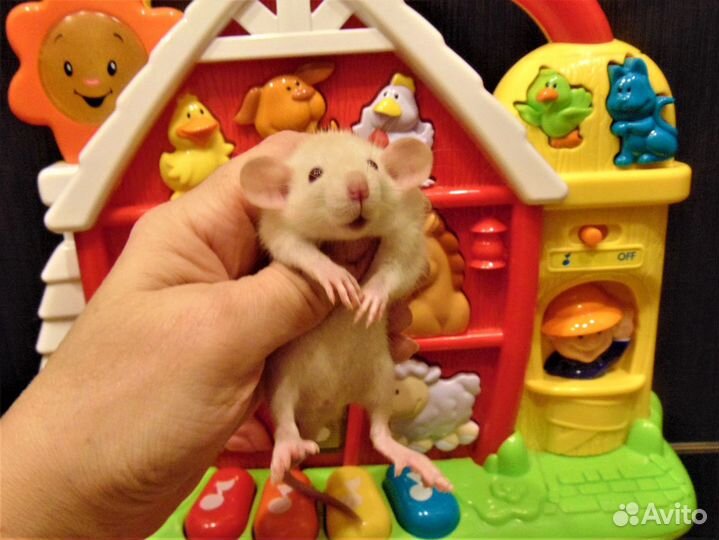 Крысы,крысята очаровашки,малыши - питомник, клетки