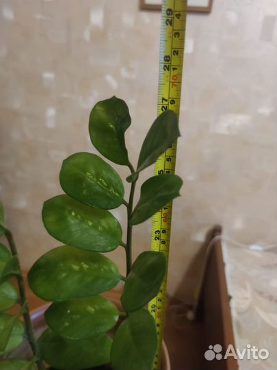 Замиокулькас долларовое дерево