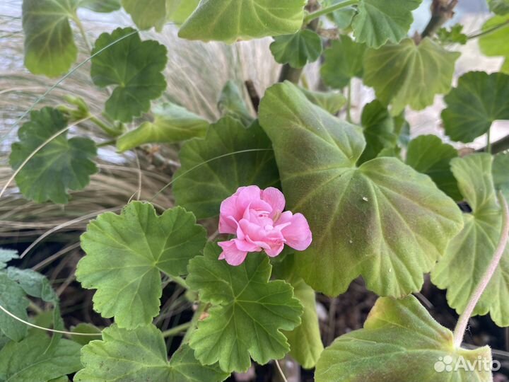 Пеларгонич, Цветочная композиция