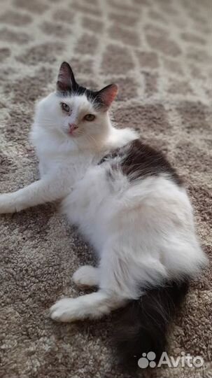 Кошка стерилизованная