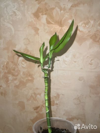 Драцена фрагранс стеуднери