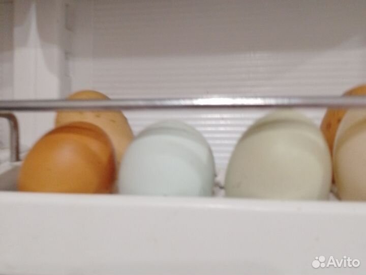 Молоко козье яйцо