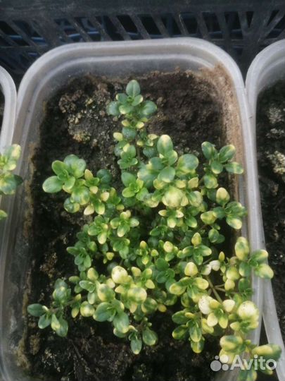 Тимьян, зверобой, душица