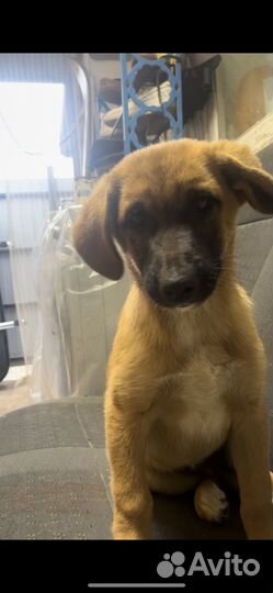 Собака в добрые руки отдам бесплатно