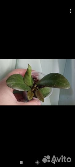 Растения для дома