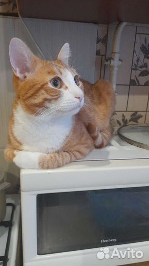 Кот Саймон. 1,2 месяца. Желает найти подружку