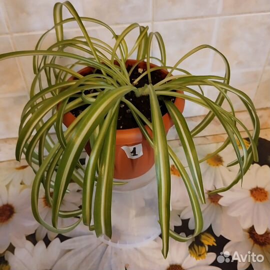 Комнатные растения, хлорофитум