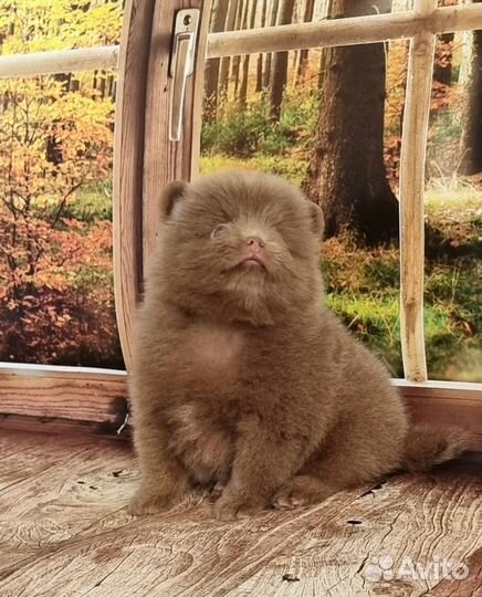 Шоколадные мишки