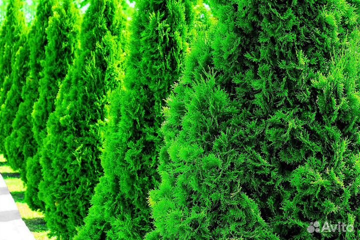 Туи с доставкой