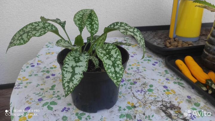 Медуница сахарная, Мак восточный, калина Бульдонеж