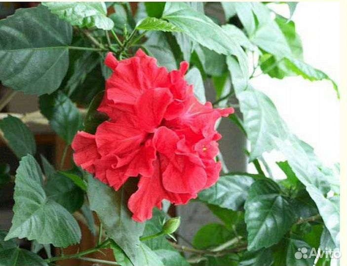 Гибискус 2 вида