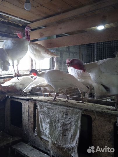 Индюки домашние