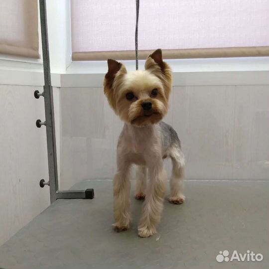 Стрижка собак